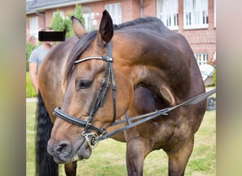 Trotón alemán, Caballo castrado, 13 años, 163 cm, Castaño