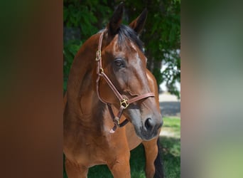Trotón alemán, Caballo castrado, 14 años, 162 cm, Castaño