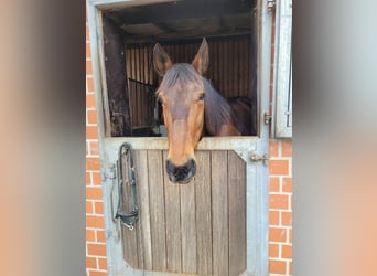 Trotón alemán, Caballo castrado, 14 años, 164 cm, Castaño