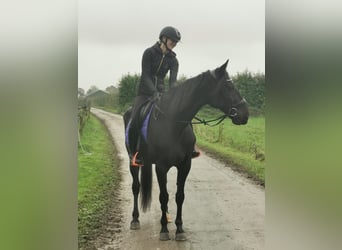 Trotón alemán, Caballo castrado, 14 años, 164 cm, Negro