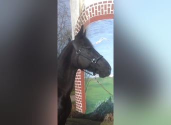 Trotón alemán, Caballo castrado, 15 años, 146 cm, Negro