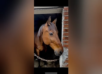 Trotón alemán Mestizo, Caballo castrado, 15 años, 165 cm, Castaño