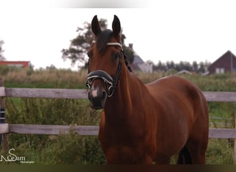 Trotón alemán, Caballo castrado, 17 años, 160 cm, Castaño