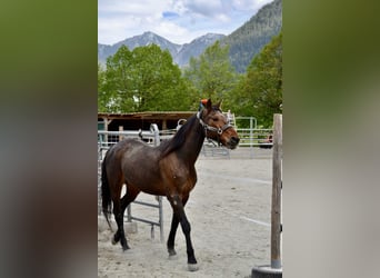 Trotón alemán, Caballo castrado, 18 años, 155 cm, Castaño