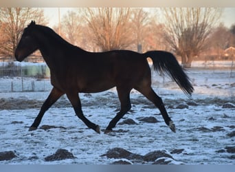 Trotón alemán, Caballo castrado, 18 años, 162 cm, Castaño