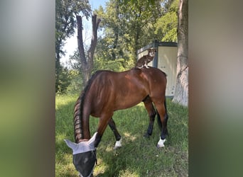 Trotón alemán, Caballo castrado, 19 años, 165 cm, Castaño oscuro