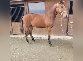 Trotón alemán, Caballo castrado, 1 año, 162 cm, Castaño