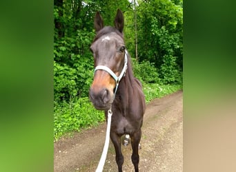 Trotón alemán, Caballo castrado, 27 años, 155 cm, Castaño oscuro