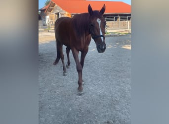 Trotón alemán, Caballo castrado, 3 años, 160 cm, Alazán