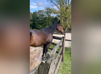 Trotón alemán, Caballo castrado, 3 años, 163 cm, Castaño