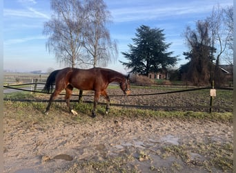 Trotón alemán, Caballo castrado, 4 años, 160 cm, Castaño oscuro