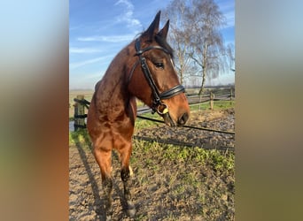 Trotón alemán, Caballo castrado, 4 años, 160 cm, Castaño oscuro