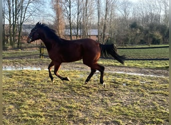 Trotón alemán, Caballo castrado, 4 años, 160 cm, Castaño oscuro