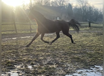 Trotón alemán, Caballo castrado, 4 años, 160 cm, Castaño oscuro