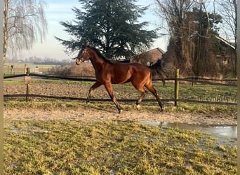 Trotón alemán, Caballo castrado, 4 años, 160 cm, Castaño oscuro