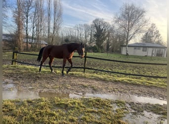 Trotón alemán, Caballo castrado, 4 años, 160 cm, Castaño oscuro