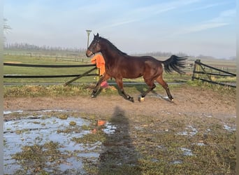 Trotón alemán, Caballo castrado, 4 años, 160 cm, Castaño oscuro