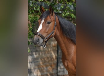 Trotón alemán, Caballo castrado, 4 años, 162 cm, Castaño