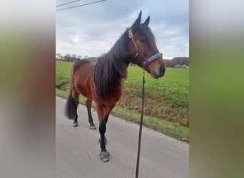 Trotón alemán, Caballo castrado, 4 años, 164 cm, Castaño