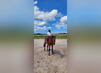 Trotón alemán, Caballo castrado, 4 años, 174 cm, Castaño