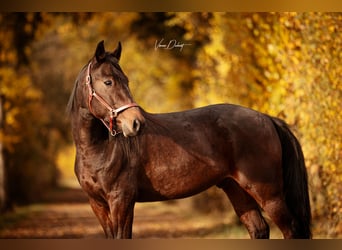 Trotón alemán, Caballo castrado, 5 años, 152 cm, Castaño