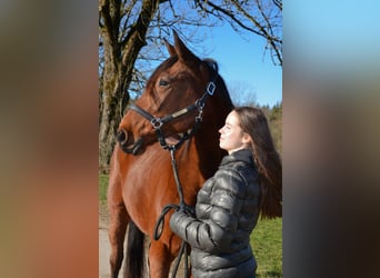 Trotón alemán, Caballo castrado, 5 años, 156 cm, Castaño