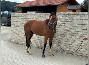 Trotón alemán, Caballo castrado, 5 años, 160 cm, Alazán