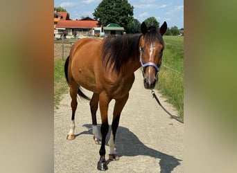 Trotón alemán, Caballo castrado, 5 años, 160 cm, Alazán