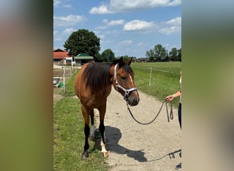 Trotón alemán, Caballo castrado, 5 años, 160 cm, Alazán