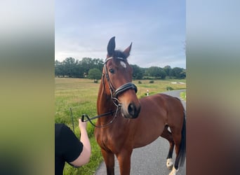 Trotón alemán, Caballo castrado, 5 años, 160 cm, Castaño
