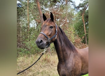 Trotón alemán, Caballo castrado, 5 años, 163 cm, Castaño oscuro