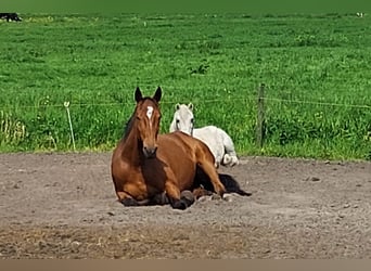 Trotón alemán, Caballo castrado, 5 años, 164 cm, Castaño