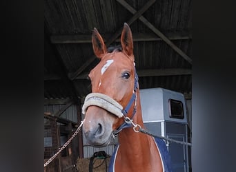 Trotón alemán, Caballo castrado, 5 años, 164 cm, Castaño