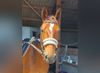 Trotón alemán, Caballo castrado, 5 años, 164 cm, Castaño