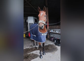 Trotón alemán, Caballo castrado, 5 años, 164 cm, Castaño