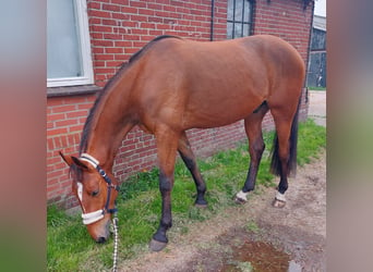 Trotón alemán, Caballo castrado, 5 años, 164 cm, Castaño