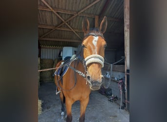 Trotón alemán, Caballo castrado, 5 años, 164 cm, Castaño