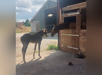 Trotón alemán, Caballo castrado, 5 años, 164 cm, Castaño