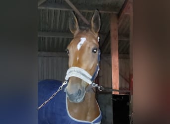 Trotón alemán, Caballo castrado, 5 años, 164 cm, Castaño