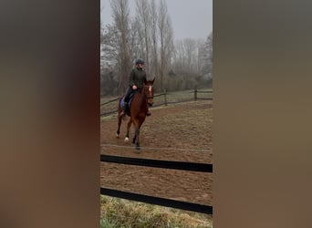 Trotón alemán, Caballo castrado, 5 años, 167 cm, Castaño