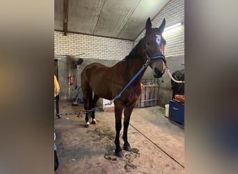 Trotón alemán, Caballo castrado, 5 años, 167 cm, Castaño