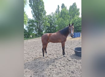 Trotón alemán, Caballo castrado, 6 años, 160 cm, Castaño