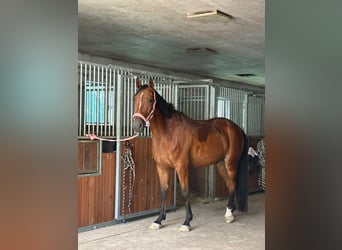 Trotón alemán, Caballo castrado, 6 años, 162 cm, Castaño