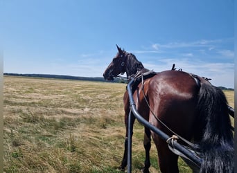 Trotón alemán, Caballo castrado, 6 años, 165 cm, Castaño