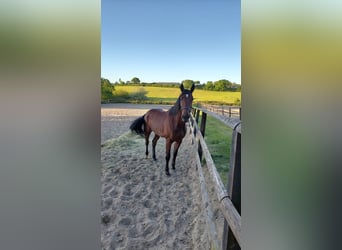 Trotón alemán, Caballo castrado, 6 años, 165 cm, Castaño