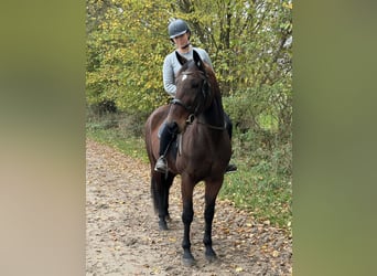 Trotón alemán, Caballo castrado, 6 años, 165 cm, Castaño