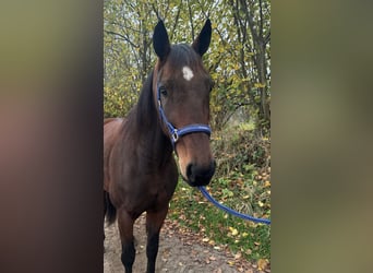 Trotón alemán, Caballo castrado, 6 años, 165 cm, Castaño