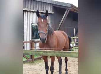 Trotón alemán, Caballo castrado, 6 años, 165 cm, Castaño