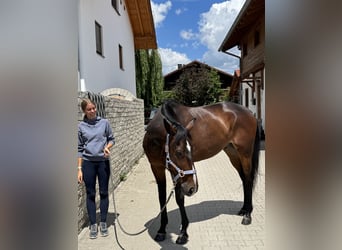 Trotón alemán, Caballo castrado, 6 años, 169 cm, Castaño oscuro