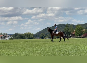Trotón alemán, Caballo castrado, 6 años, 169 cm, Castaño oscuro
